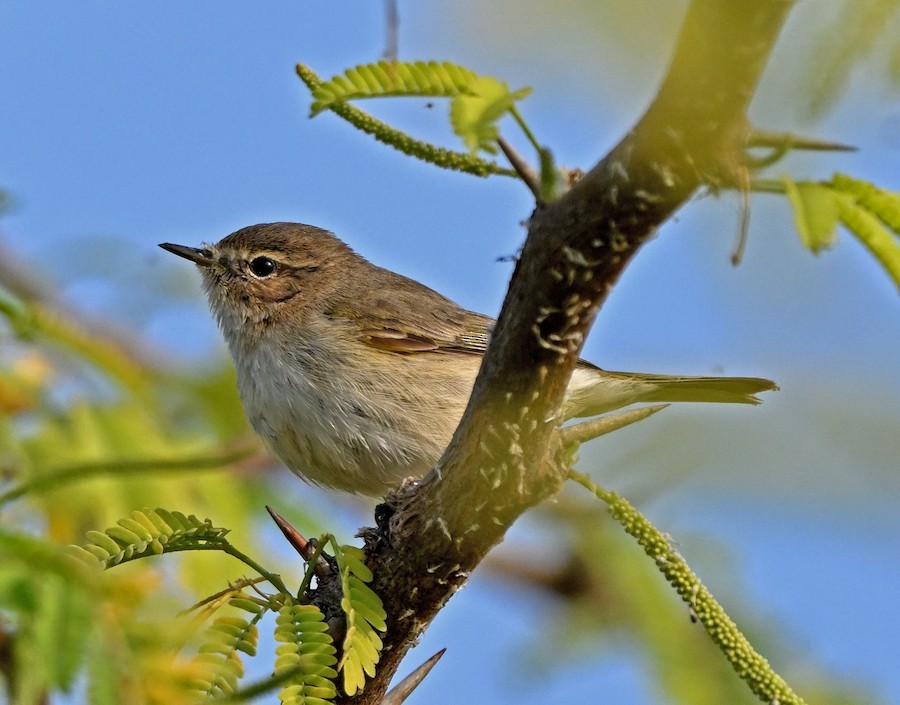 Common Chiffchaff - ML647271217