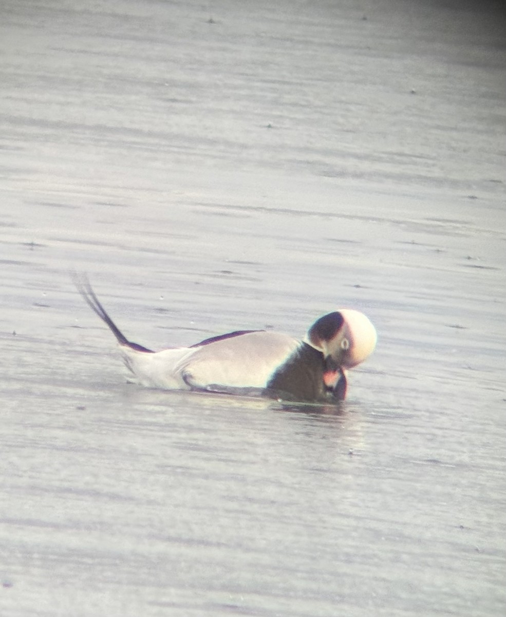 Long-tailed Duck - ML647271226