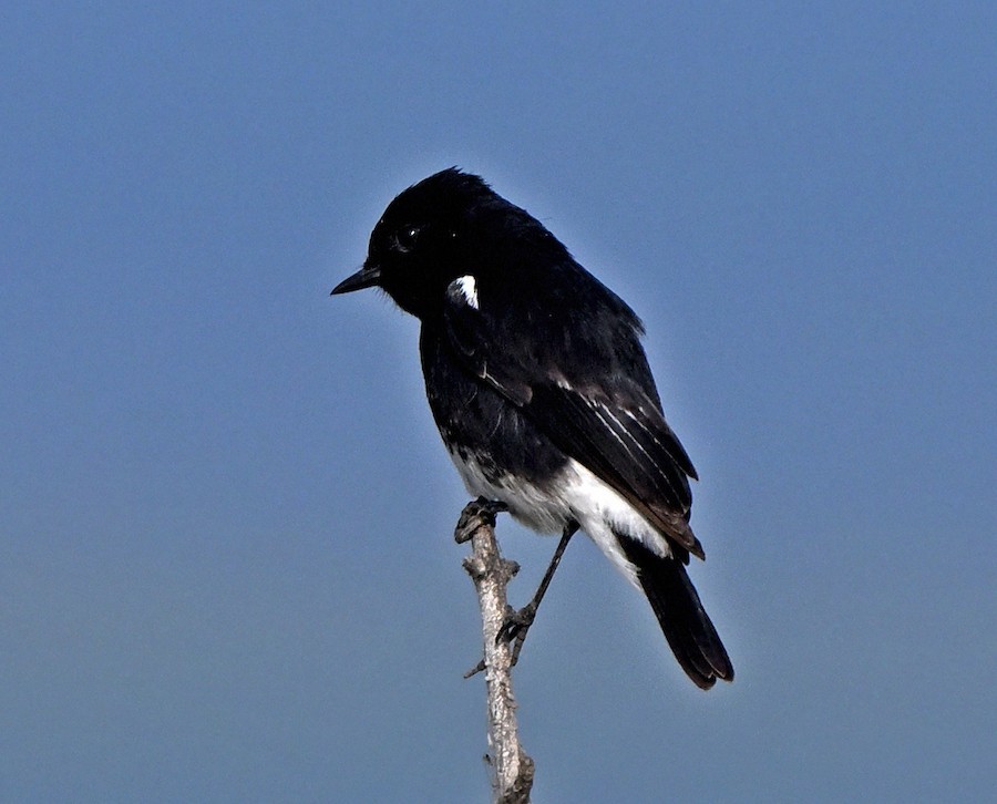 Pied Bushchat - ML647271227