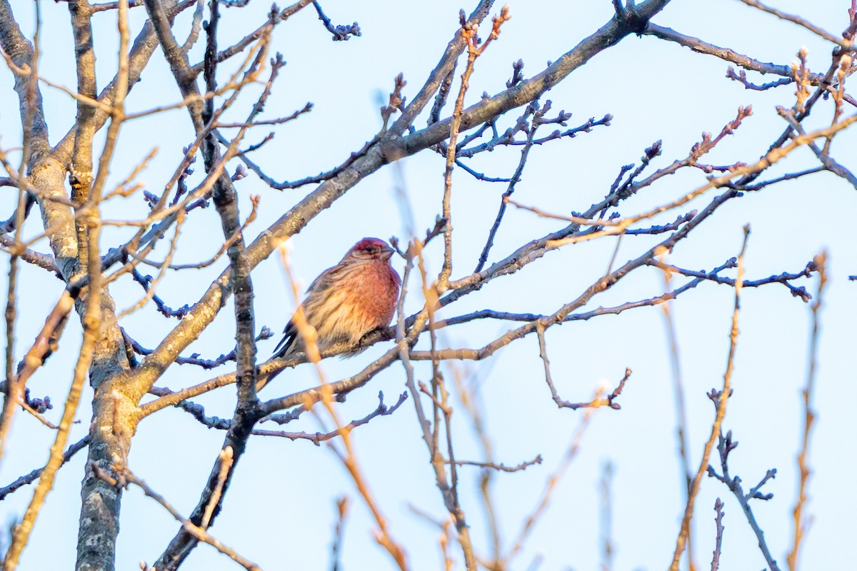 House Finch - ML647271228