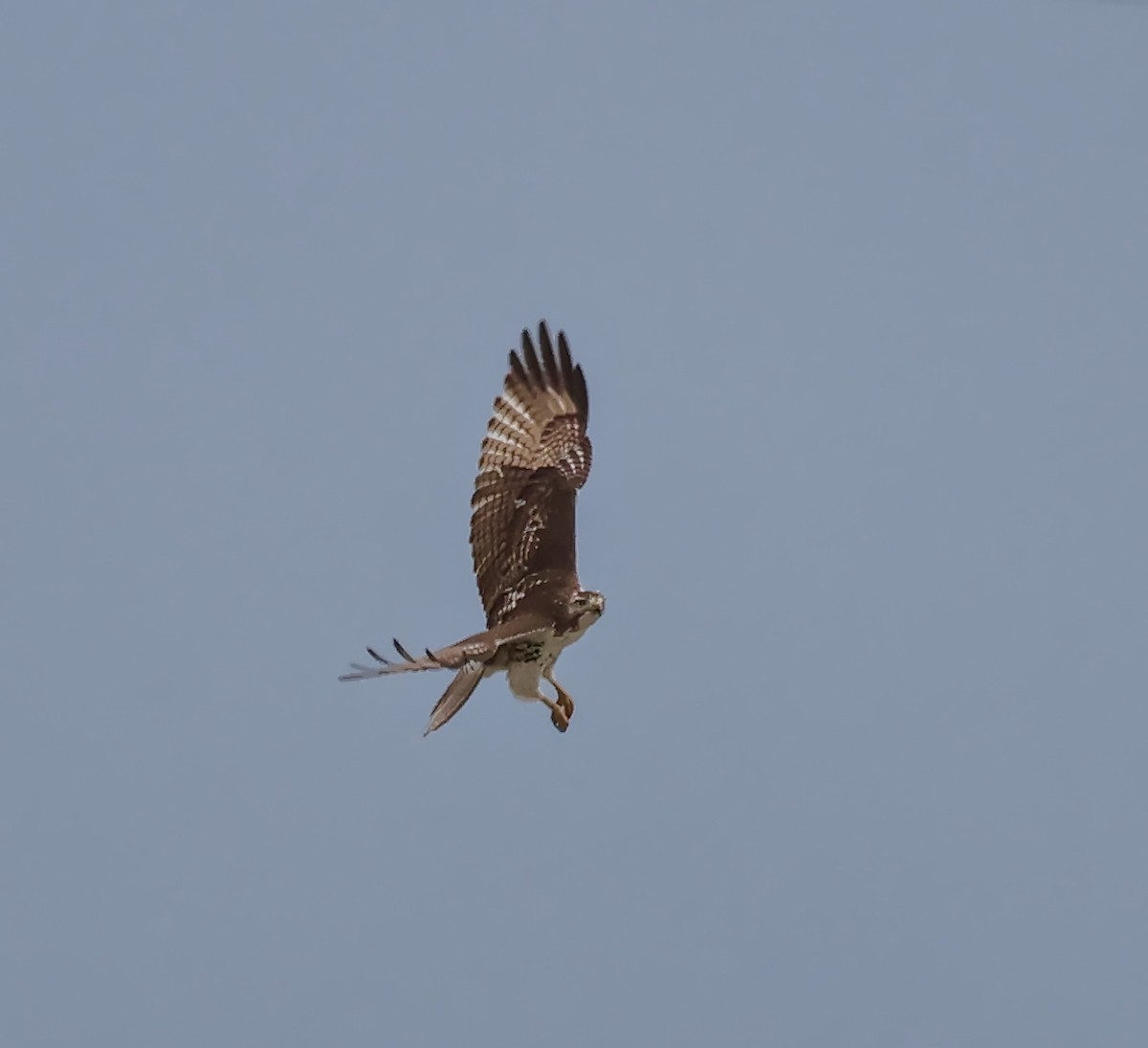 Red-tailed Hawk - ML647271229