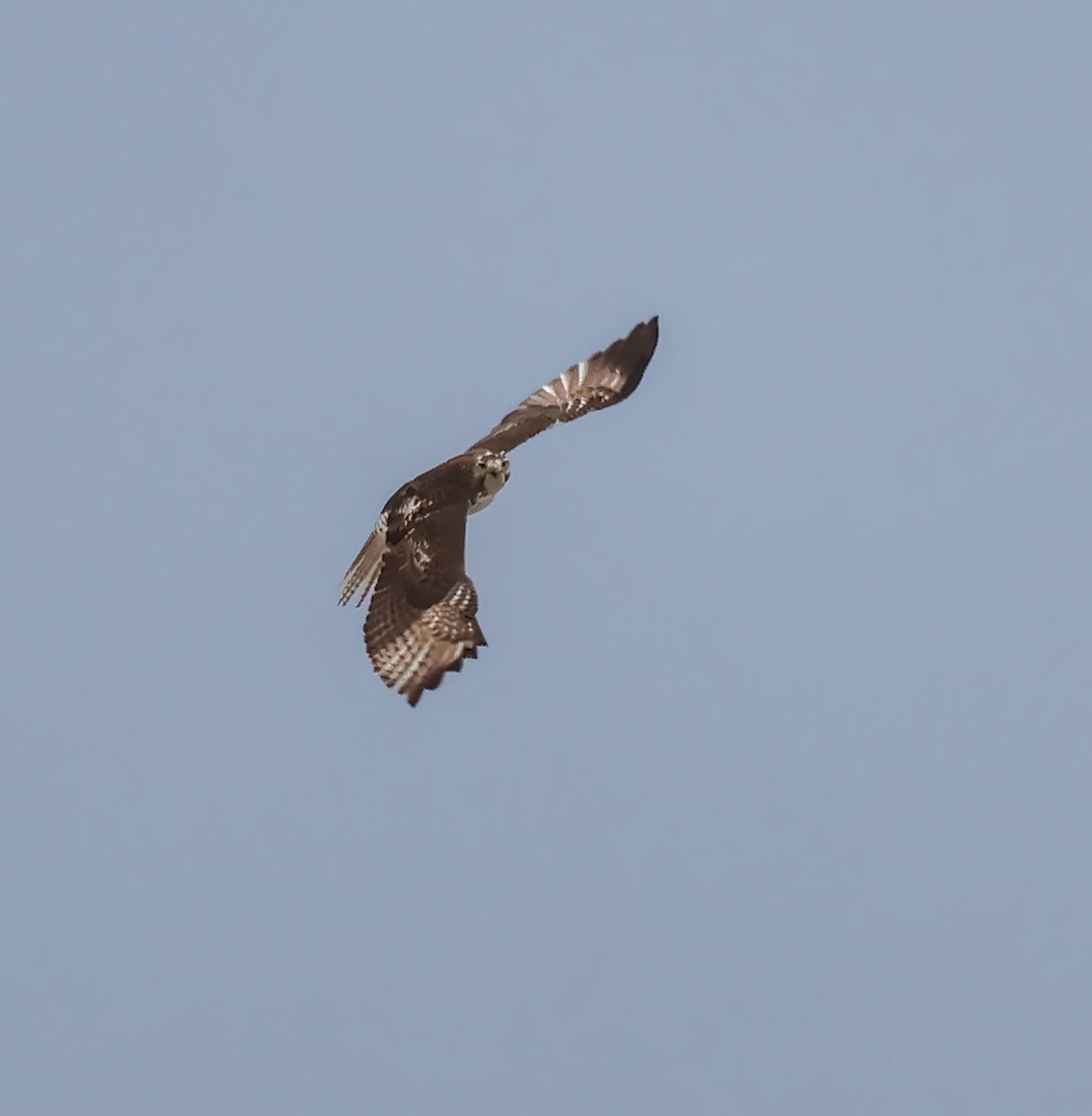 Red-tailed Hawk - ML647271230