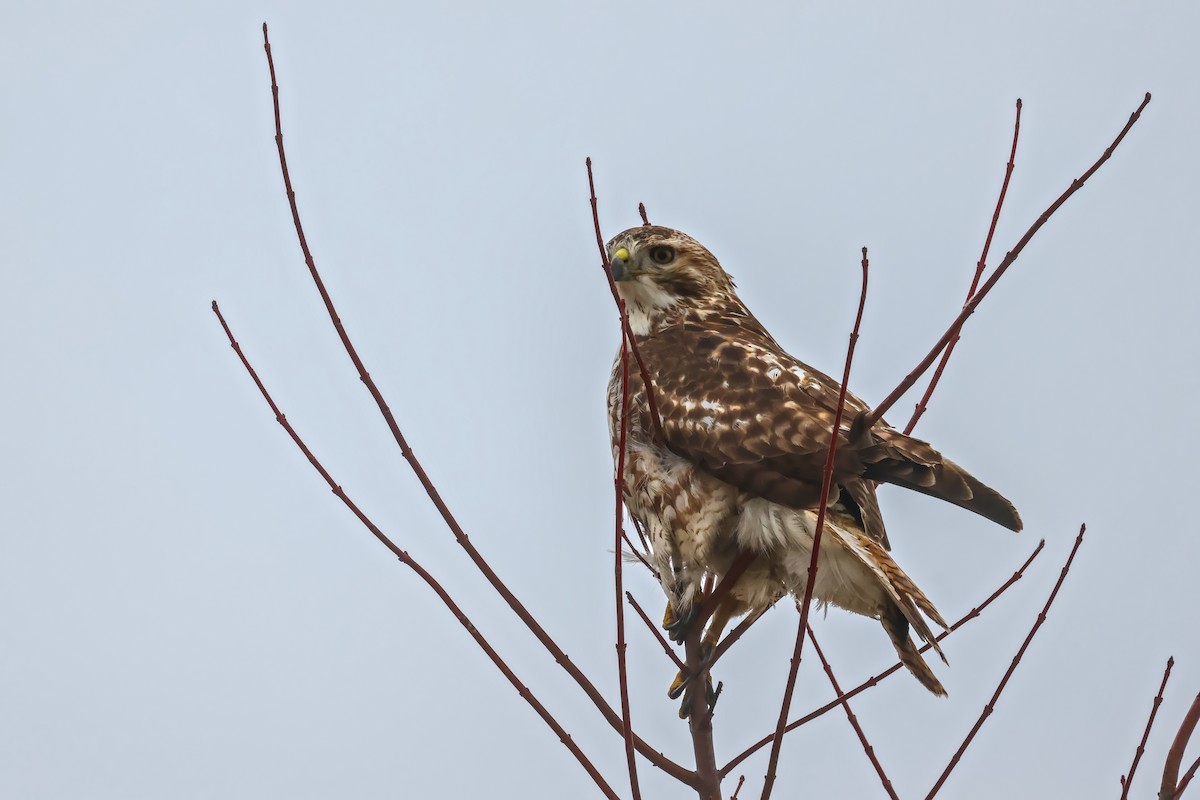 Red-tailed Hawk - ML647271231