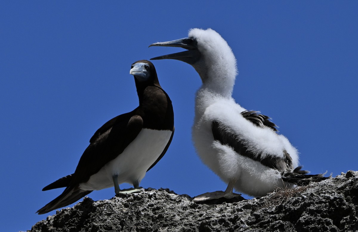 Brown Noddy - ML647271232