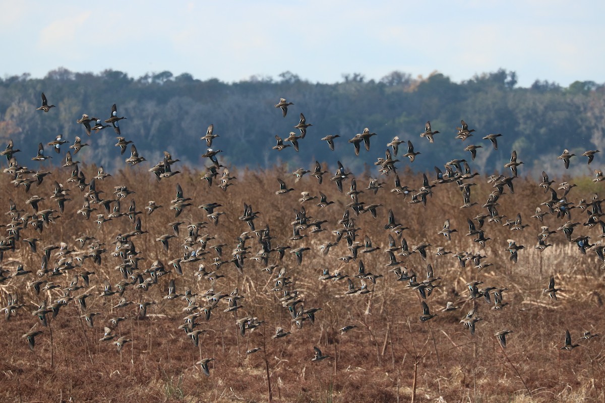 Green-winged Teal - ML647271233