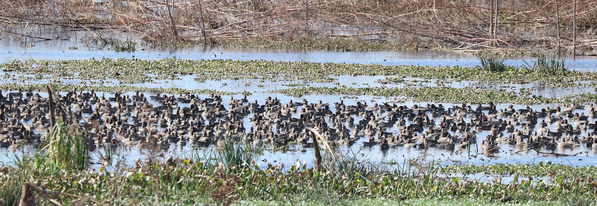 Green-winged Teal - ML647271234