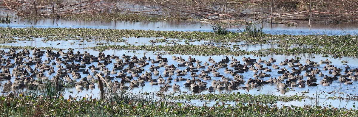 Green-winged Teal - ML647271235