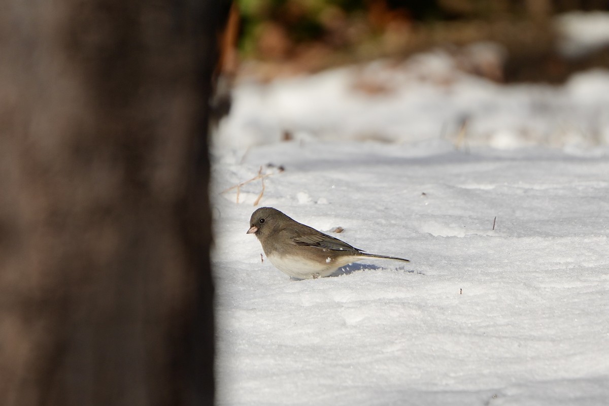 Dark-eyed Junco - ML647271236