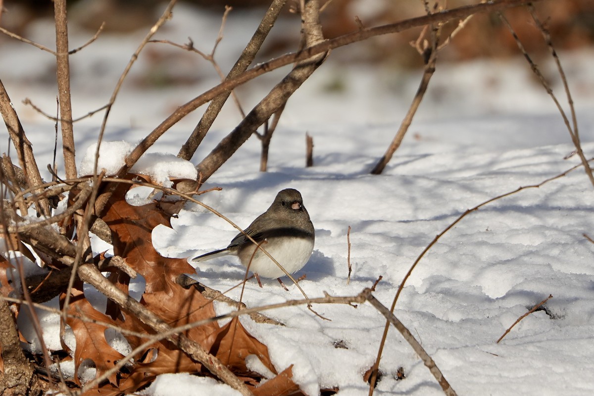 Dark-eyed Junco - ML647271237
