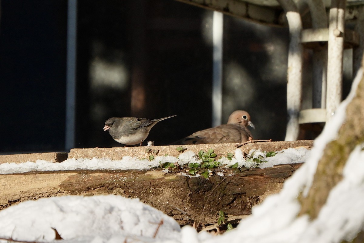 Dark-eyed Junco - ML647271238