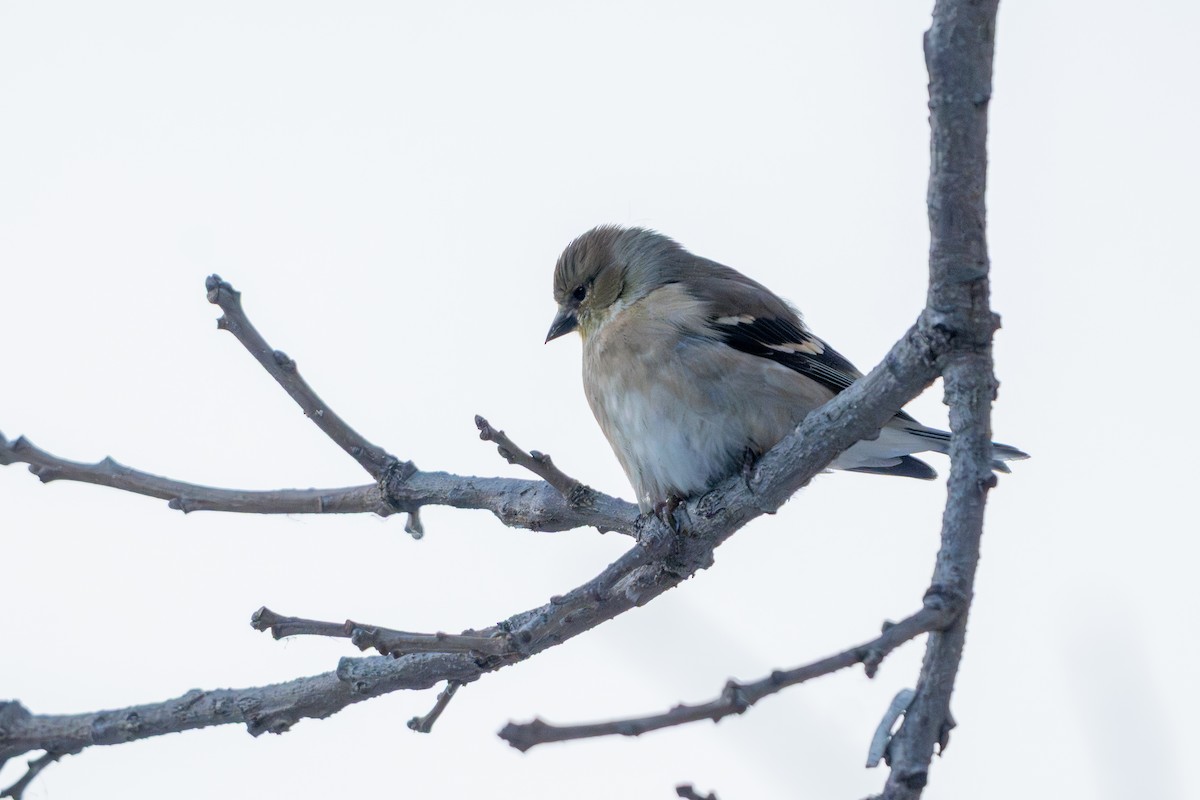 American Goldfinch - ML647271239