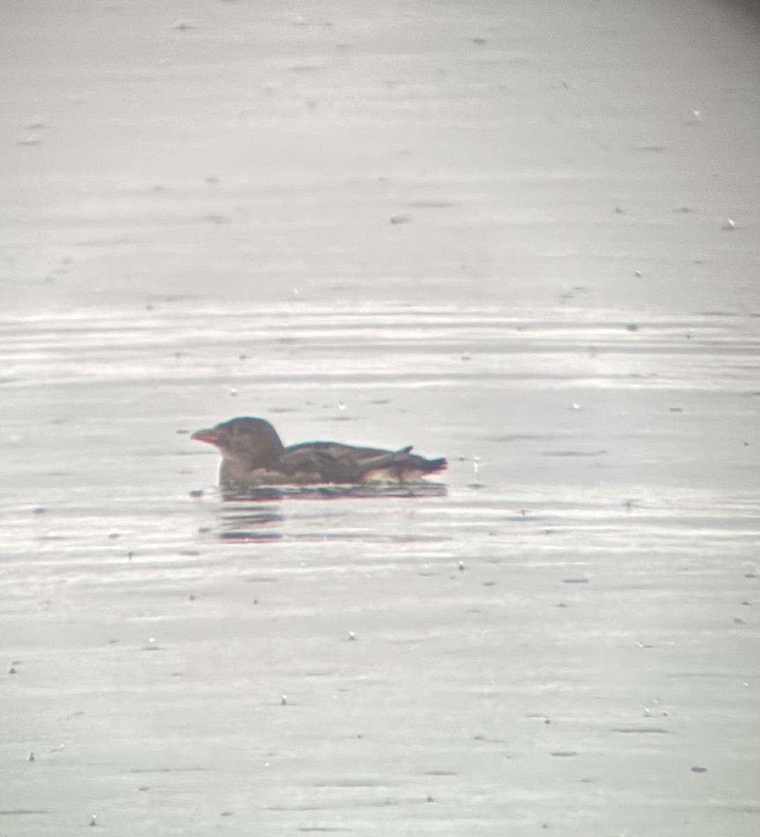 Rhinoceros Auklet - ML647271242