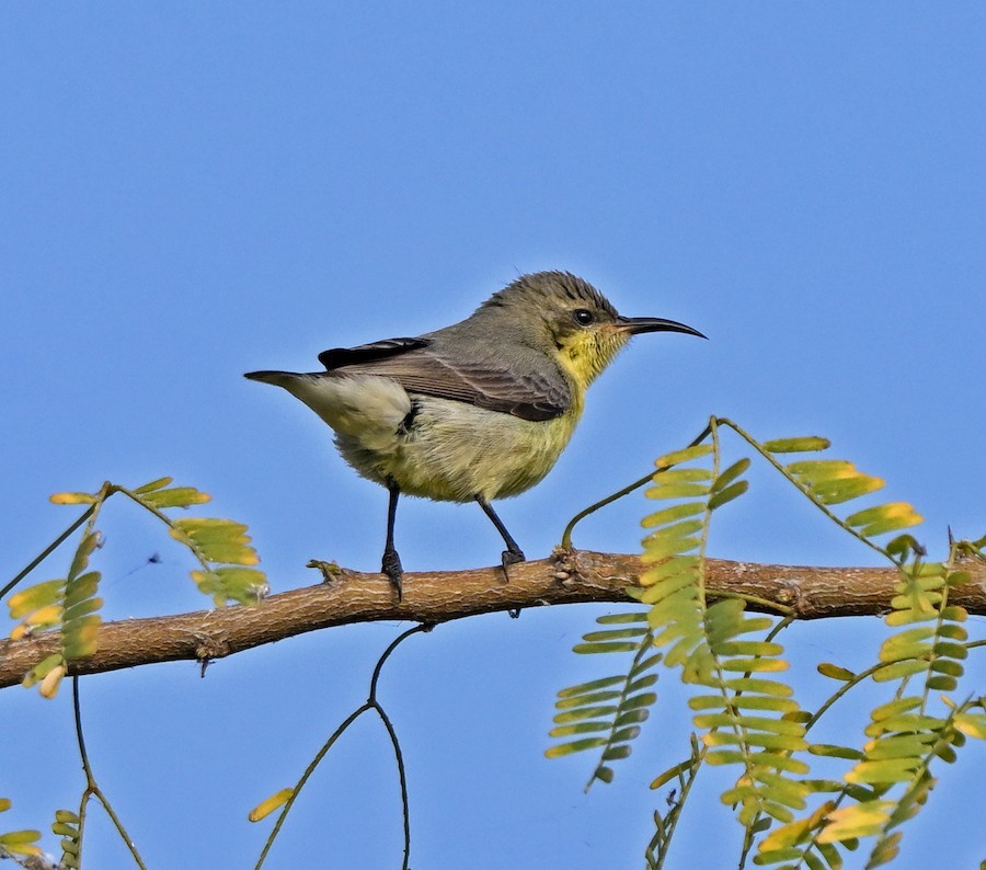 Purple Sunbird - ML647271245