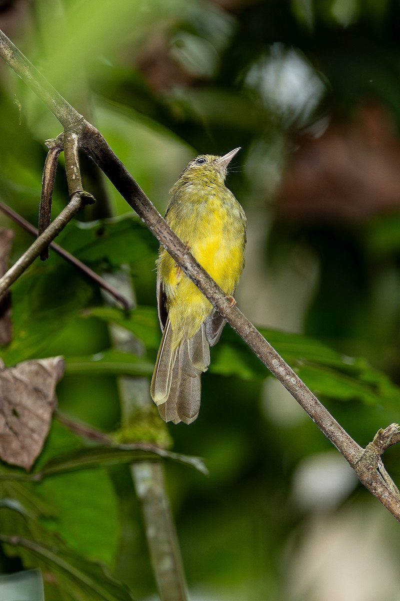 Hairy-backed Bulbul - ML647271246