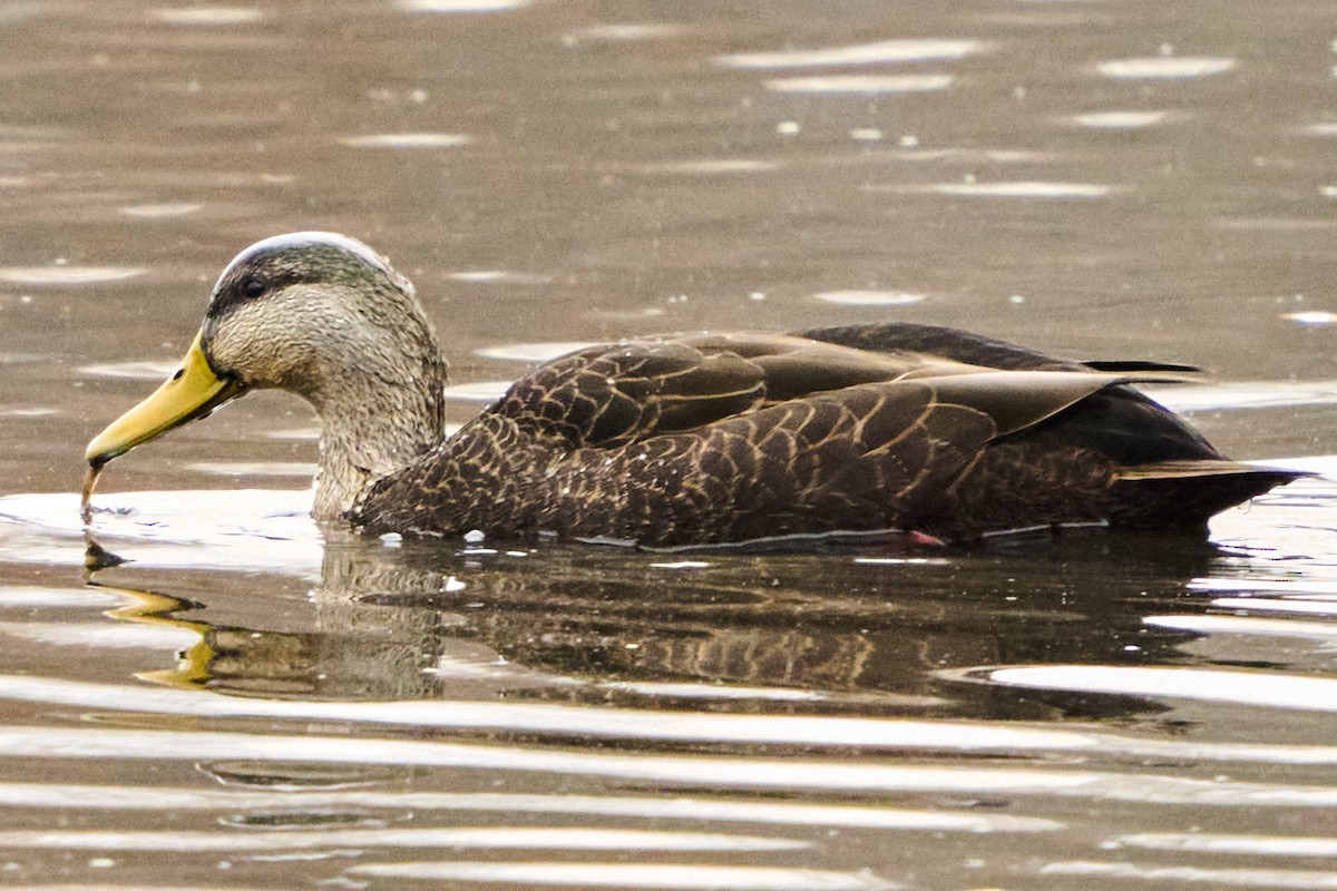 American Black Duck - ML647271249
