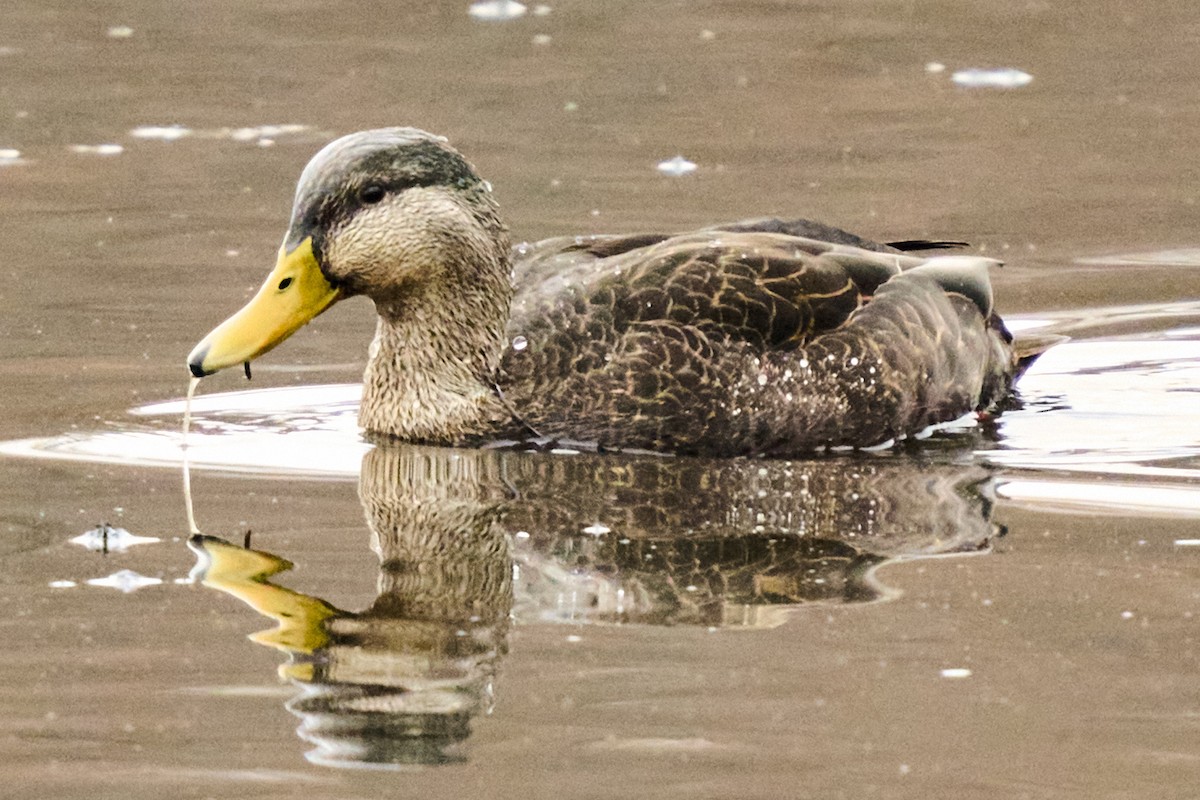 American Black Duck - ML647271250
