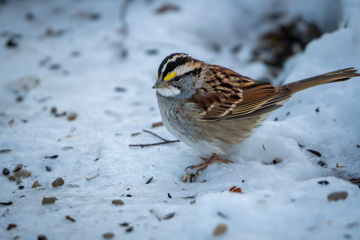 White-throated Sparrow - ML647271252