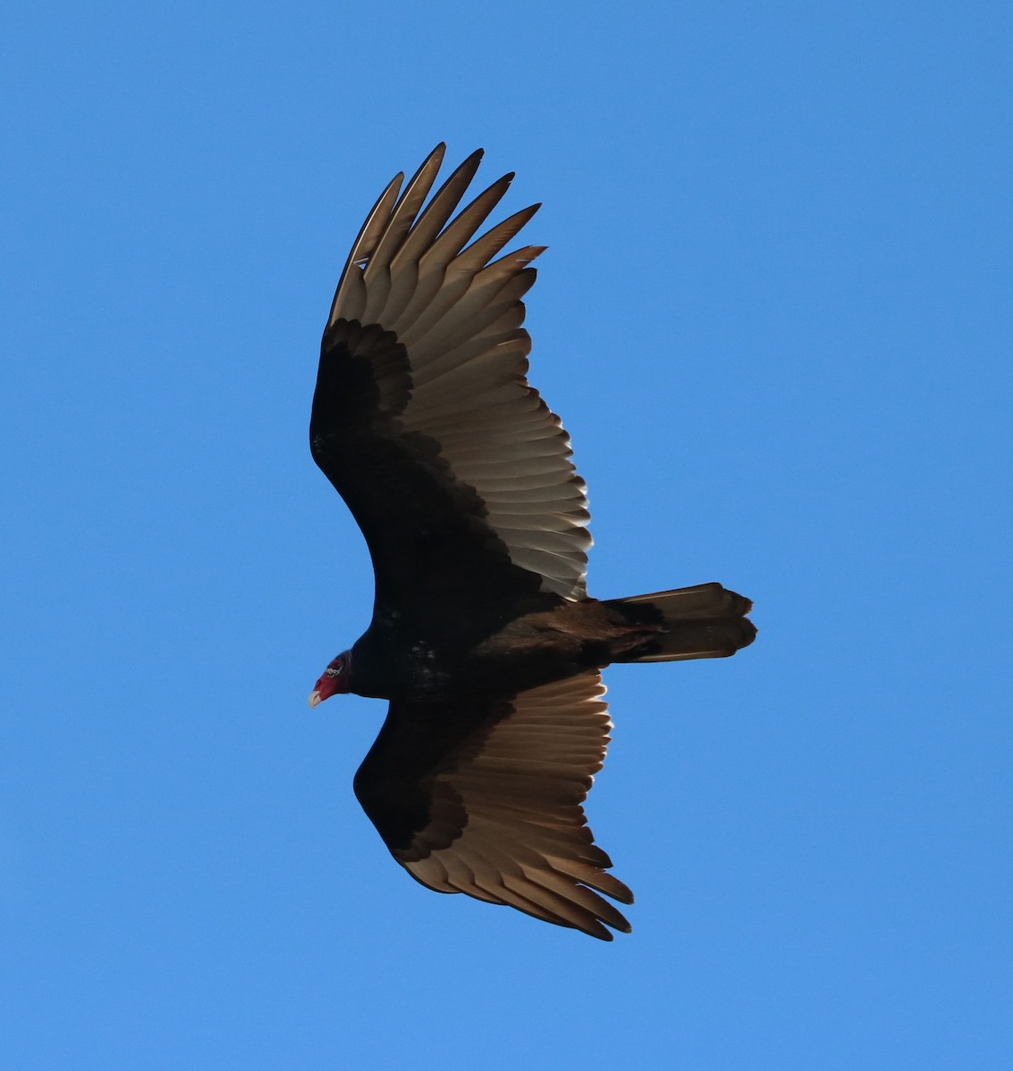 Turkey Vulture - ML647271253