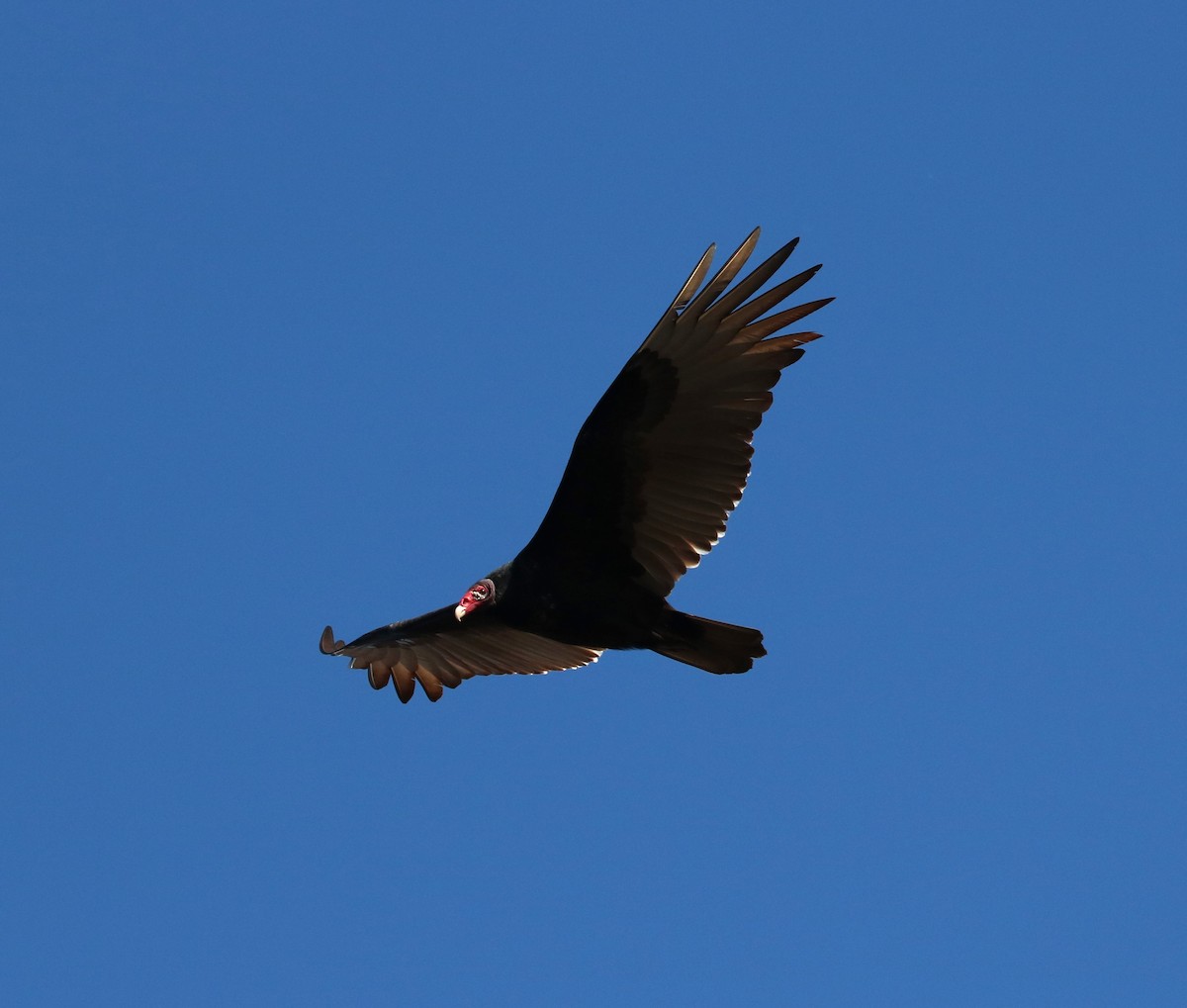 Turkey Vulture - ML647271254