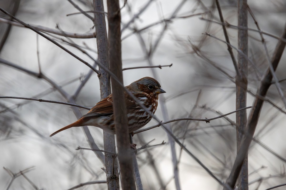 Fox Sparrow - ML647271255