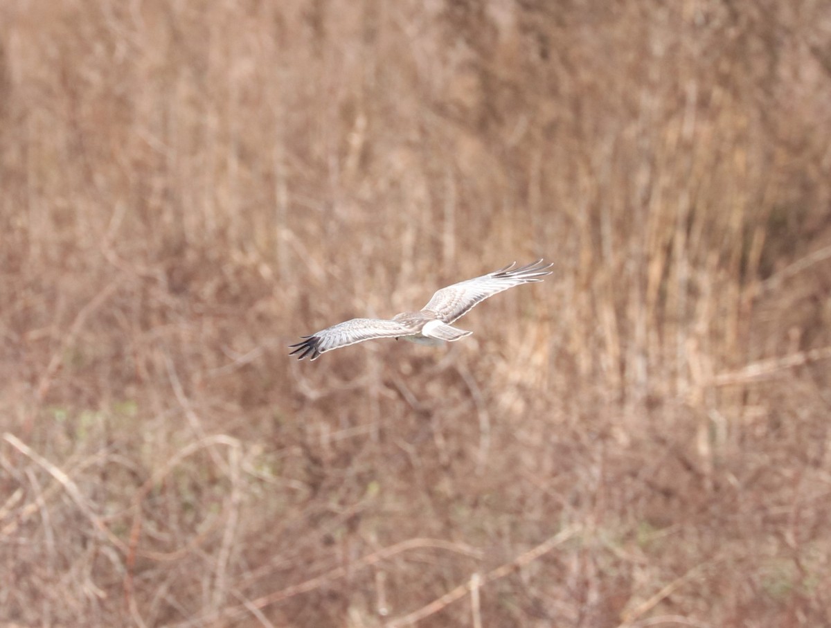 Лунь американський - ML647271259