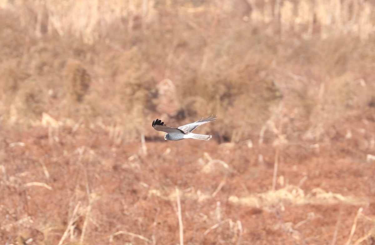 Лунь американський - ML647271260