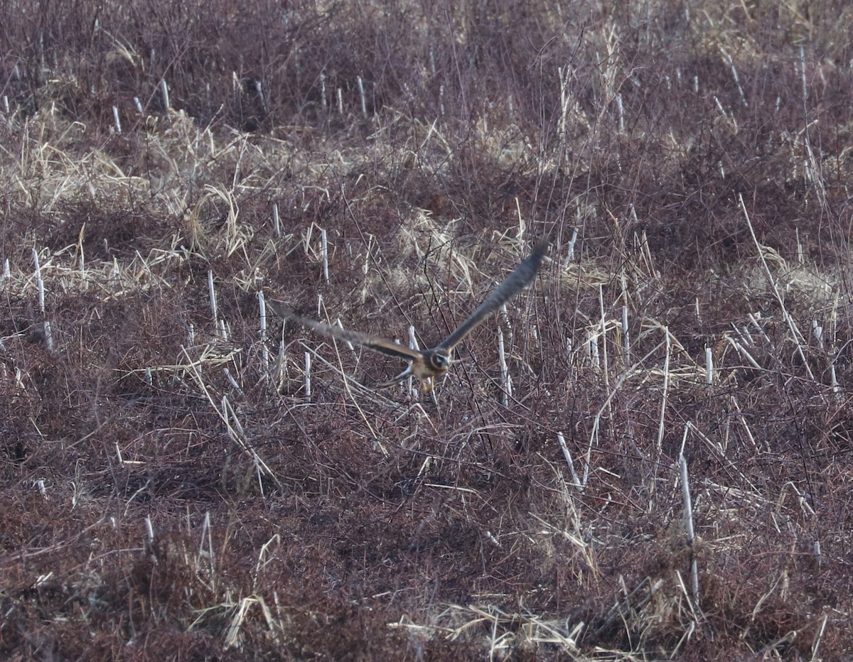 Лунь американський - ML647271261