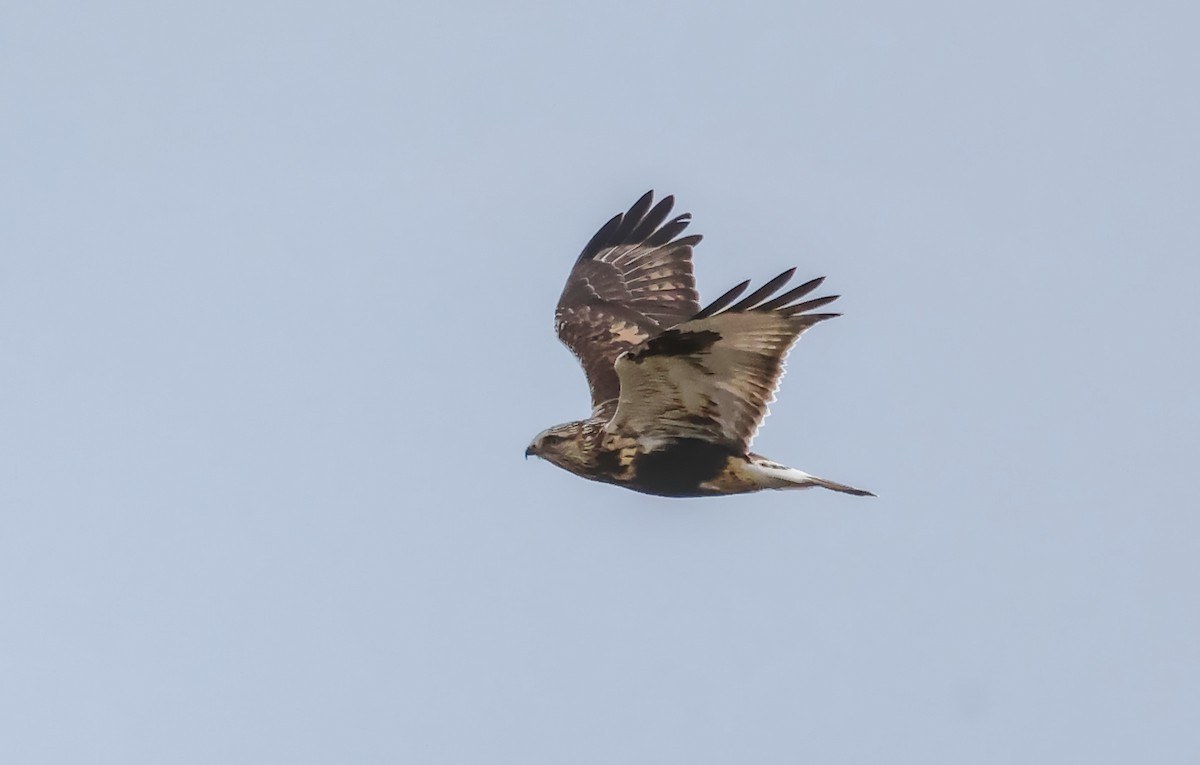Rough-legged Hawk - ML647271262