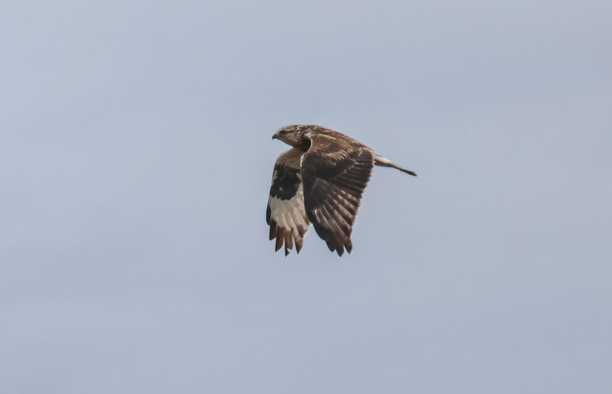 Rough-legged Hawk - ML647271263