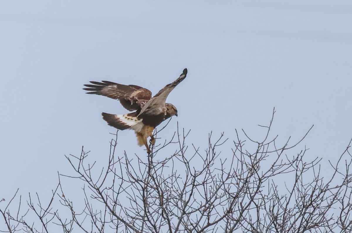 Rough-legged Hawk - ML647271264