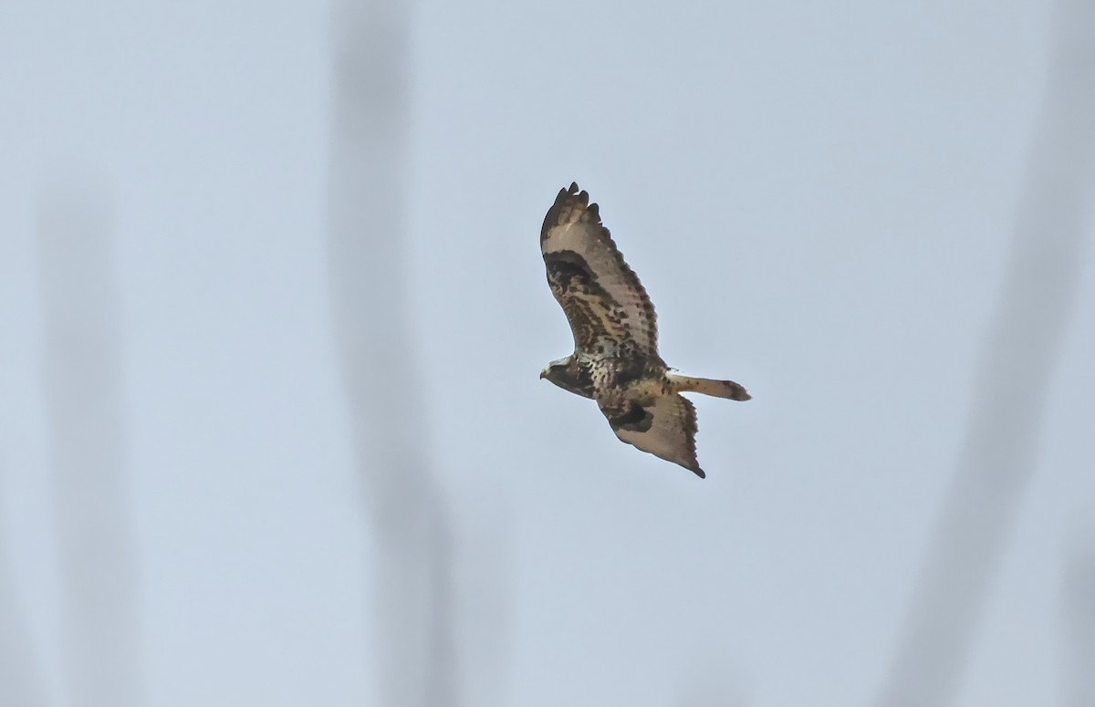 Rough-legged Hawk - ML647271265