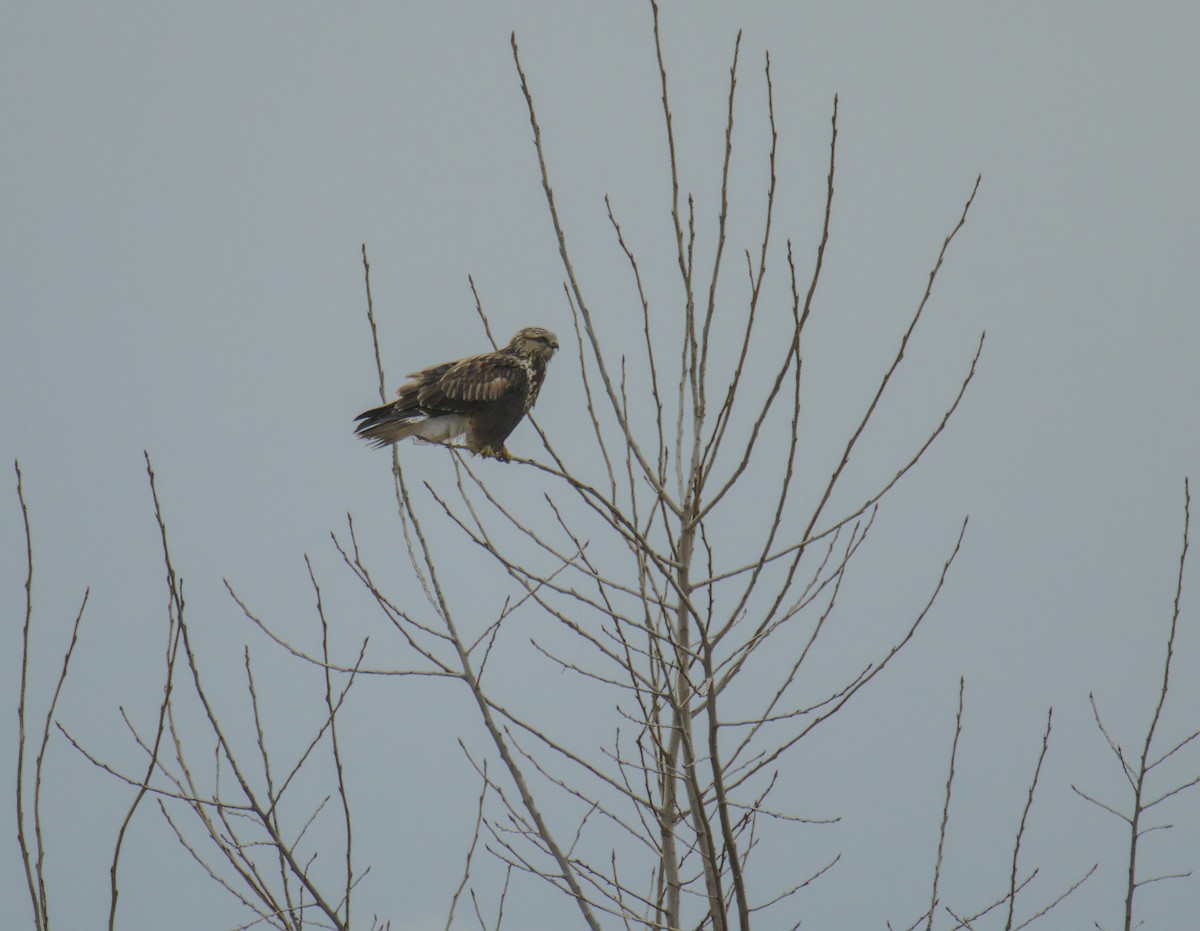 Rough-legged Hawk - ML647271266