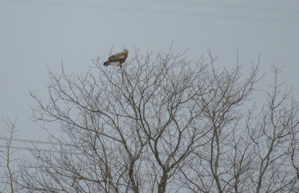 Rough-legged Hawk - ML647271268