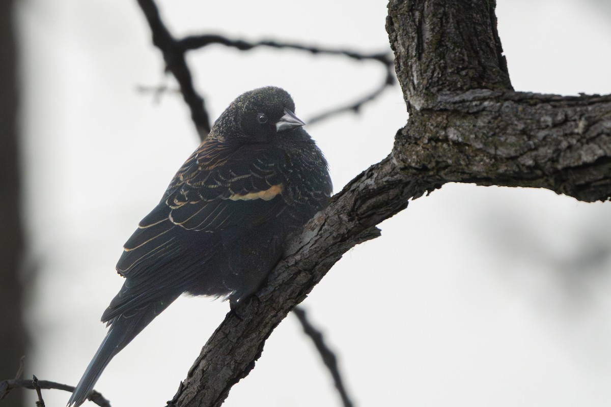 Red-winged Blackbird - ML647271271