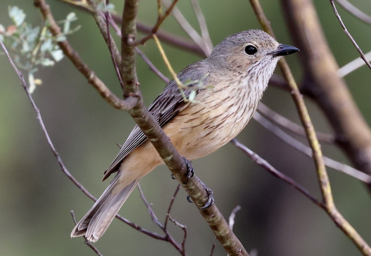 Rufous Whistler - ML647271272
