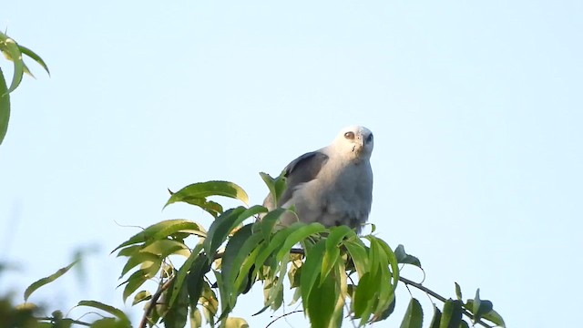 Missisipi Çaylağı - ML647271287