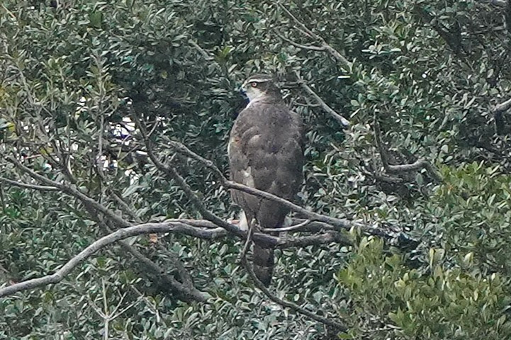 Тетеревятник - ML647271317