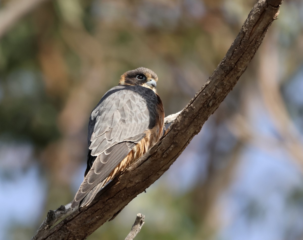 Australian Hobby - ML647271321