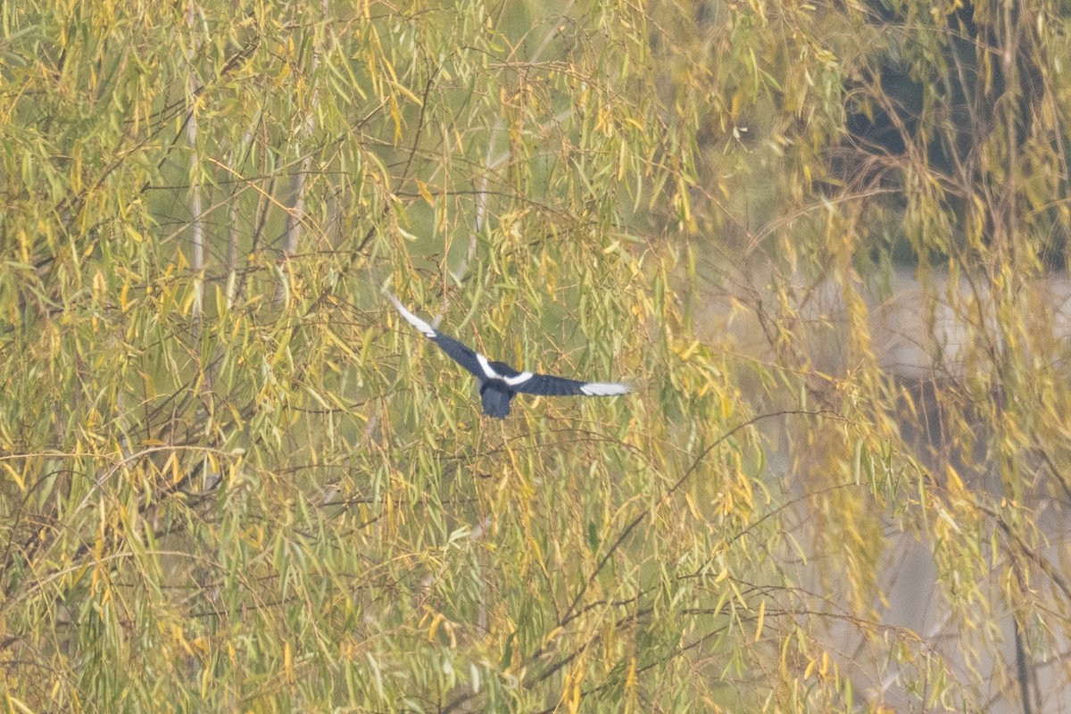 Тетеревятник - ML647271332