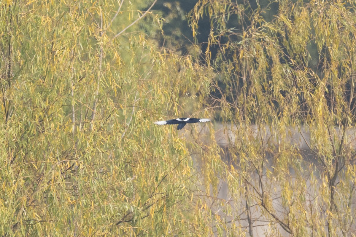 Тетеревятник - ML647271333