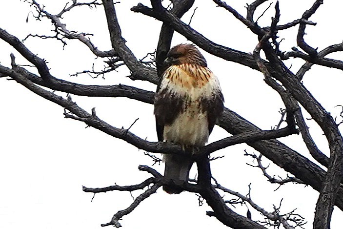 東方鵟 - ML647271334