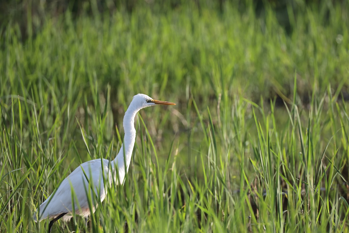 Medium Egret - ML647271354