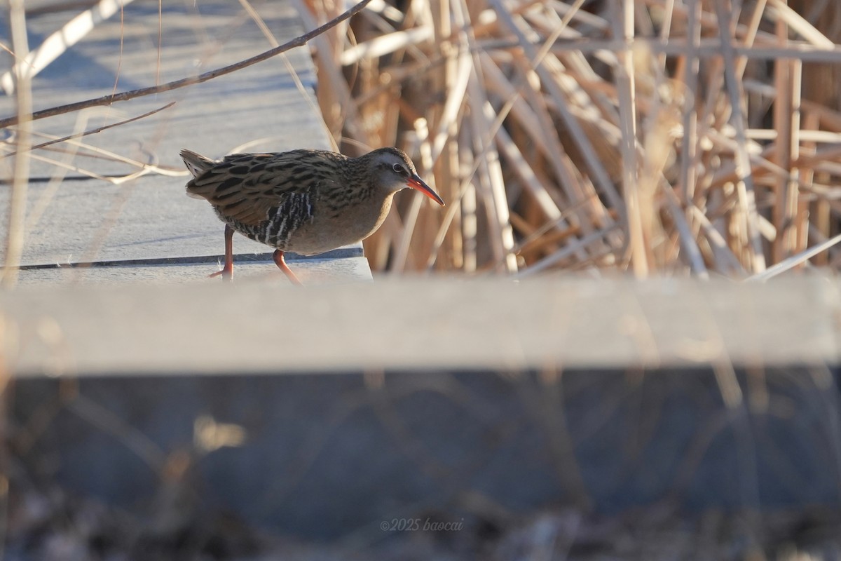 Râle à joues brunes - ML647271370