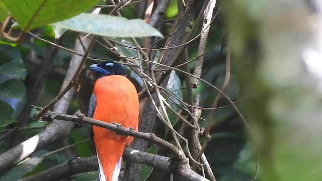 Karmin Rengi Trogon - ML647271371