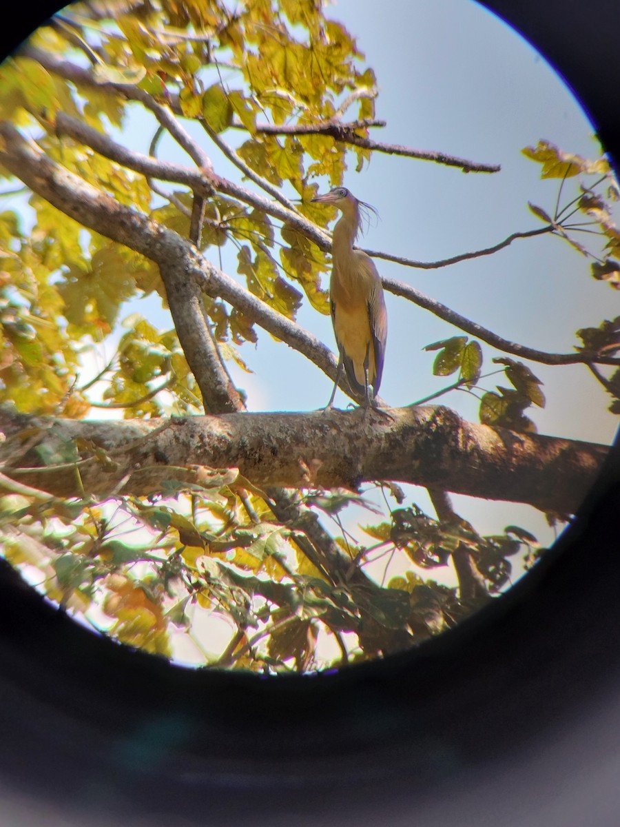 Pfeifreiher - ML647271377