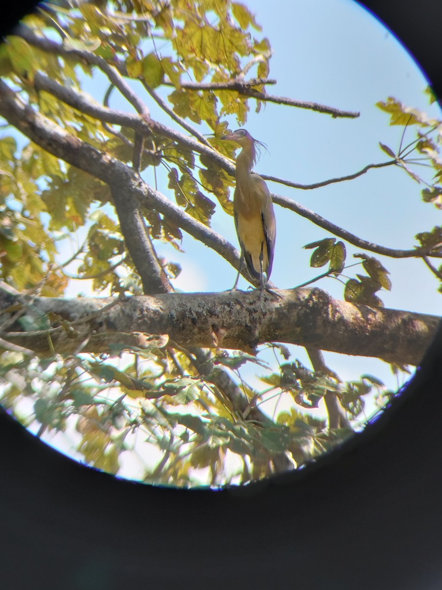 Pfeifreiher - ML647271378