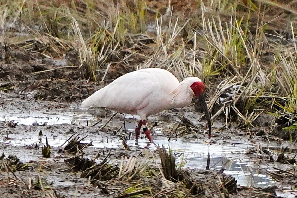 朱鷺 - ML647271383