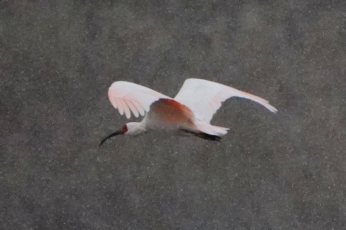 朱鷺 - ML647271384