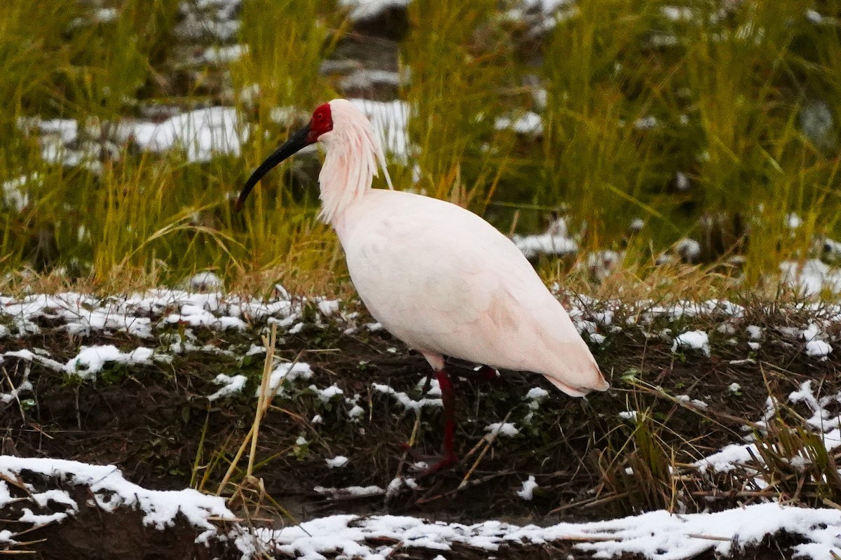 朱鷺 - ML647271385