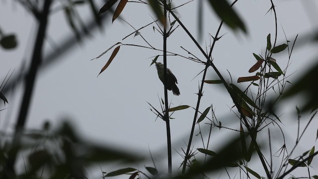 Tahiti Kamışçını - ML647271386